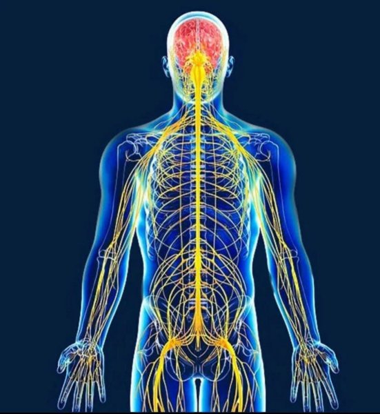 Организм человека нервная система