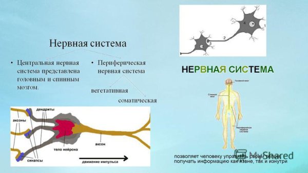 Здоровая нервная система