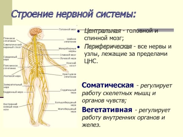 Строение нервной системы нервная система ЦНС периферическая