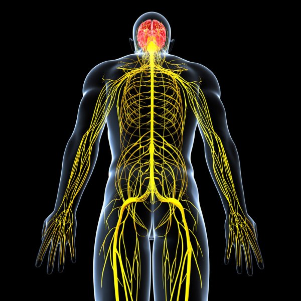 Периферическая нервная система анатомия