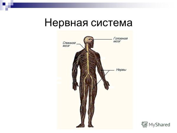 Из чего состоит нервная система