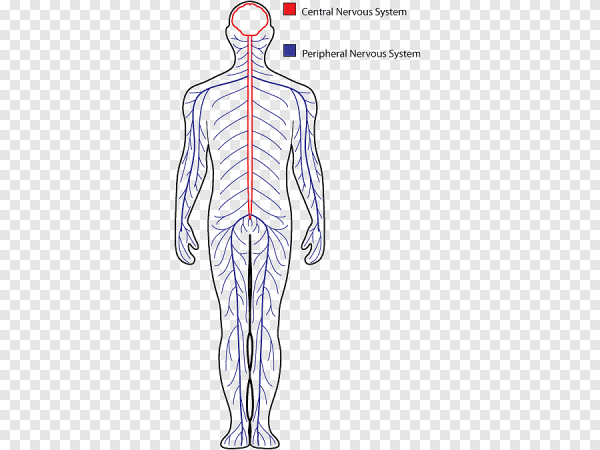 Нервная система человека без фона