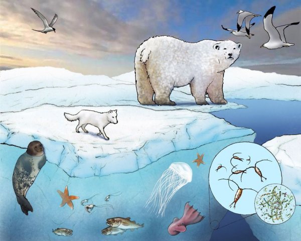 Раскраски животные Арктики и Антарктики для детей