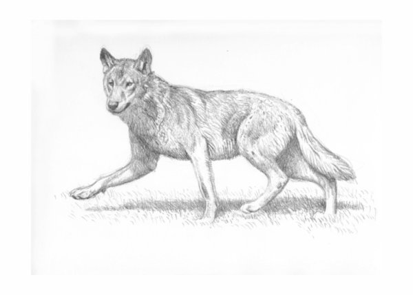 Волк сбоку рисунок