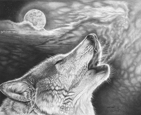 Рисунки Волков карандашом