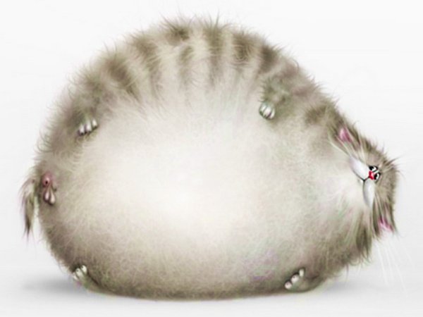 Пузатый котик