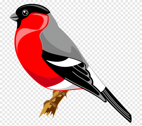 Снегирь на белом фоне