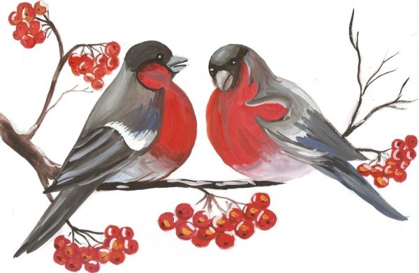 Снегирь рисунок