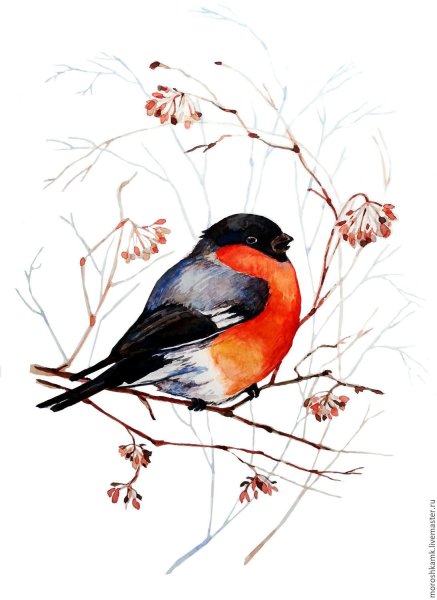 Зимние птицы акварелью
