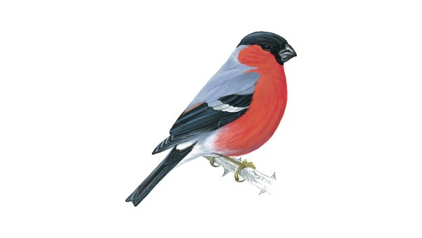 Пнснигири на белом фоне