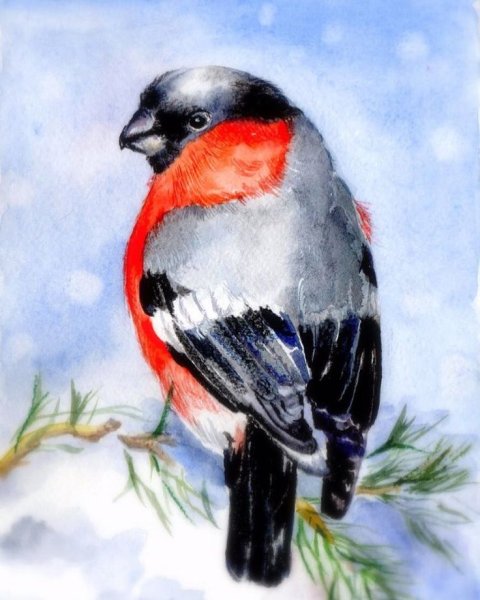 Снегирь рисунок