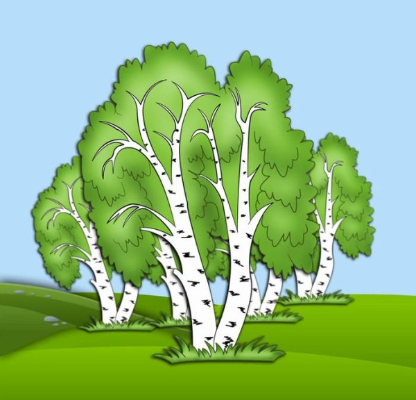 Береза для дошкольников