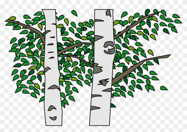 Ствол березы