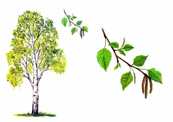 Берёзы, осины, Ива и Тополь