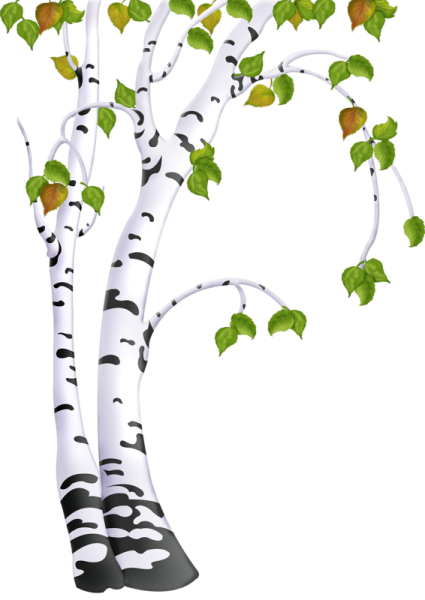 Береза для детей