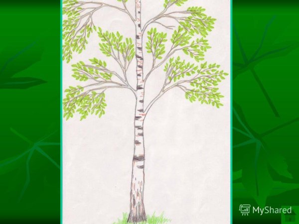 Береза на прозрачном фоне