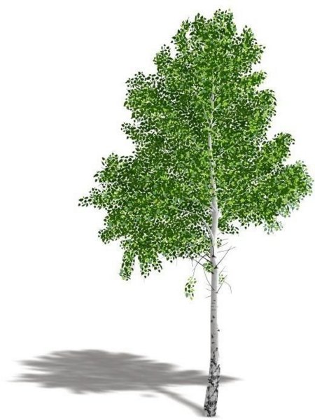 Береза раскраска для детей