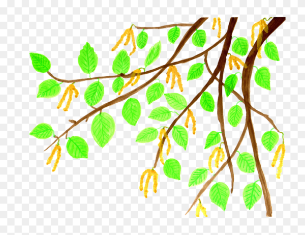 Береза раскраска