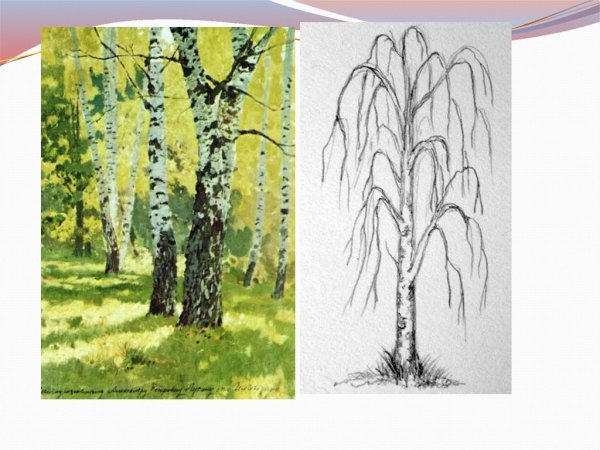 Береза повислая на белом фоне