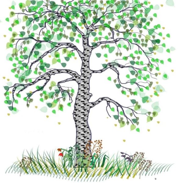 Береза цветными карандашами