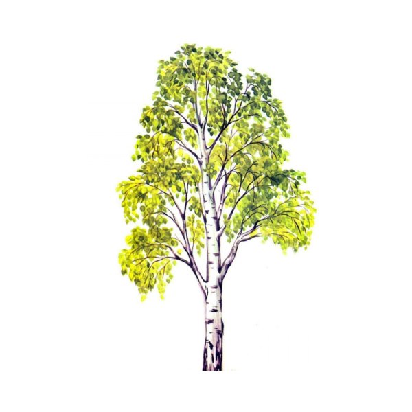 Рисование Березки