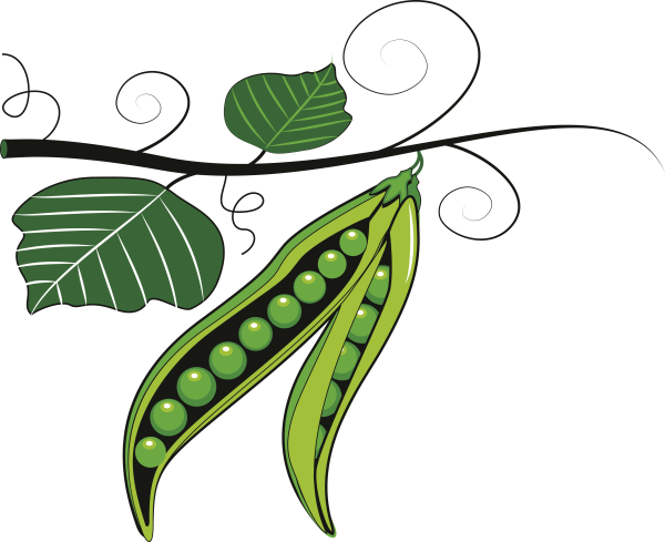 Стручок гороха вектор