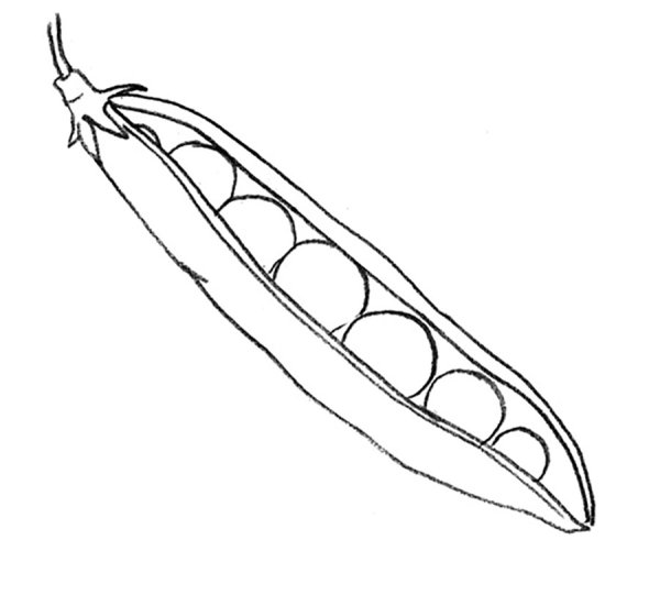 Стручок гороха контур