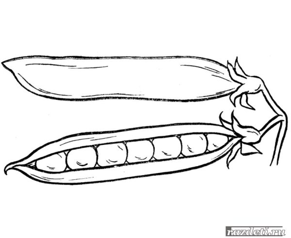 Горох раскраска для детей