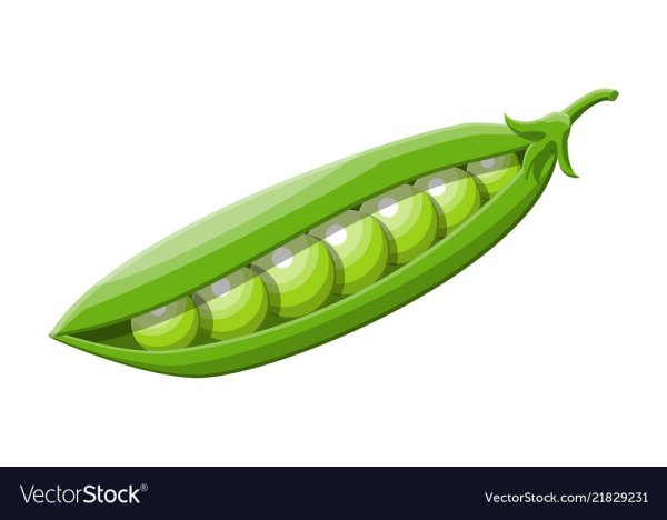 Стручок гороха на белом фоне