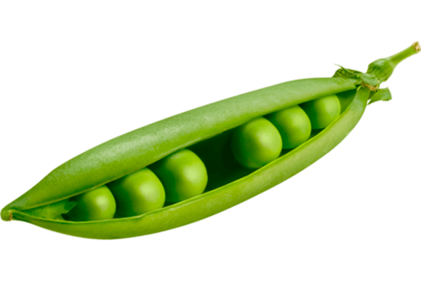 Стручок гороха