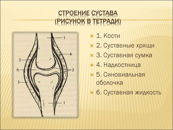 Строение сустава синовиальная сумка