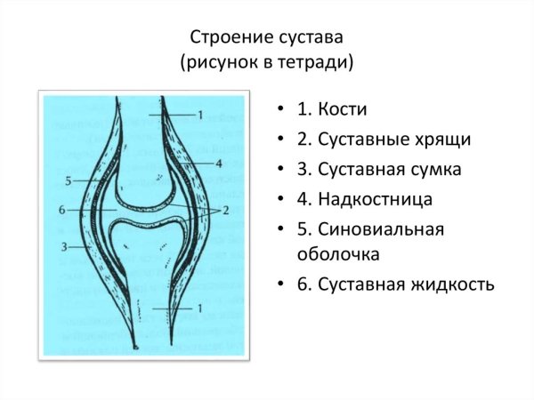 Схема строения сустава человека анатомия