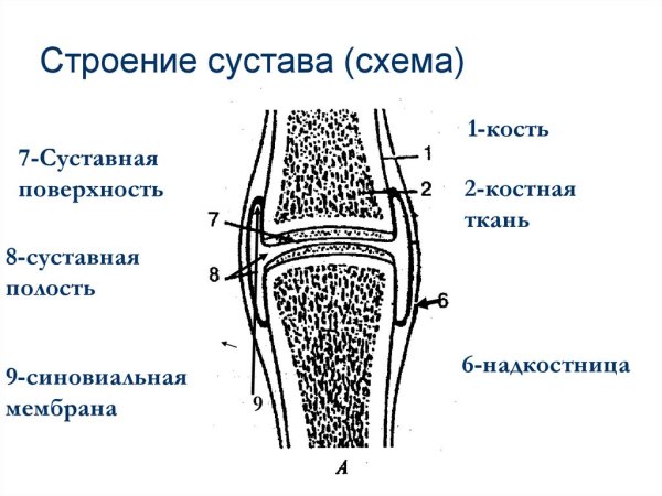 Схема строения простого сустава