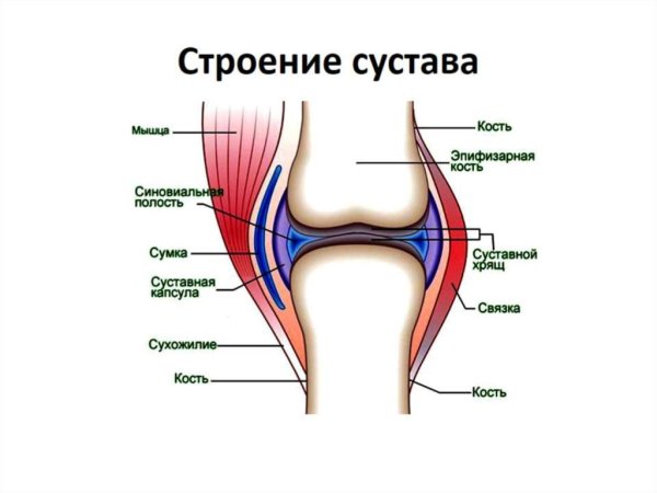 Зарисовать строение сустава