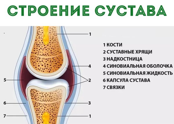 Схема строения сустава