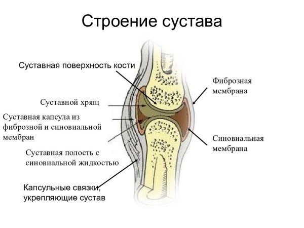 Синовиальная и фиброзная мембрана