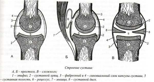 Строение шаровидного сустава