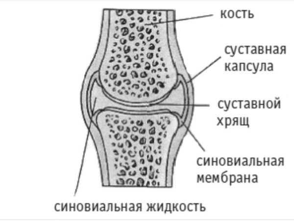 Строение суставного хряща