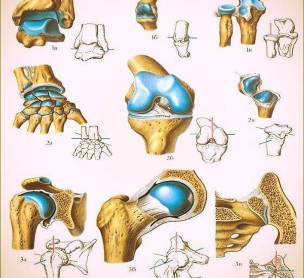 Артрология анатомия