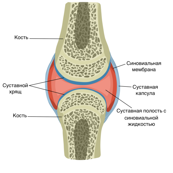 Строение сустава суставной хрящ