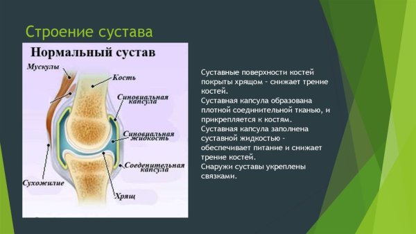Строение сустава человека анатомия