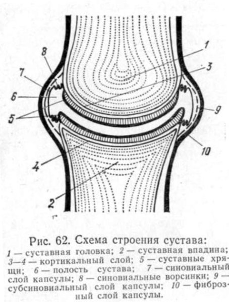 Схема строения сустава