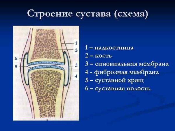 Строение сустава суставной хрящ