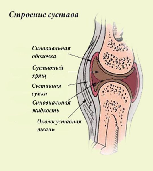 Схематическое строение сустава