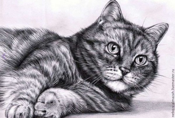 Кот рисунок