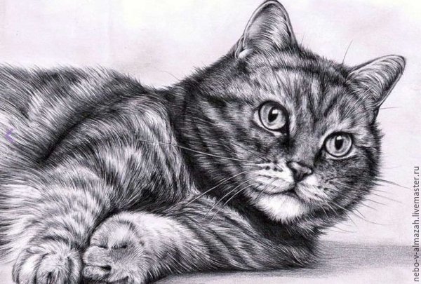 Кот рисунок