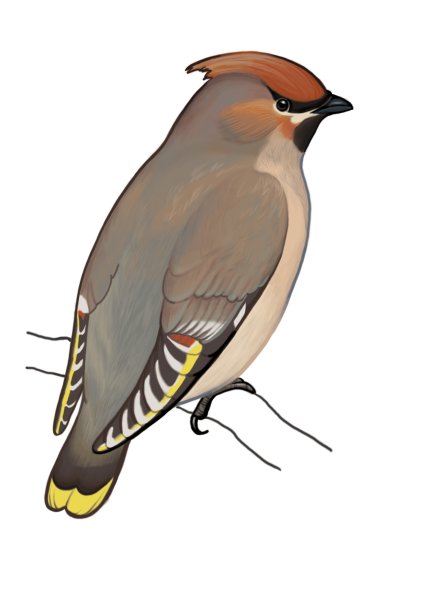 Свиристель на белом фоне