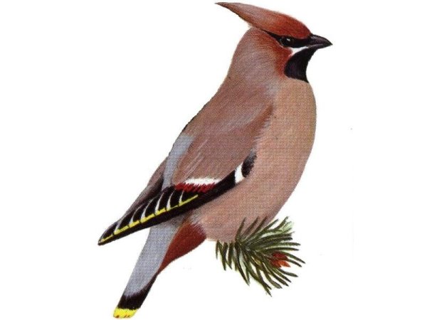 Свиристель зимующая птица