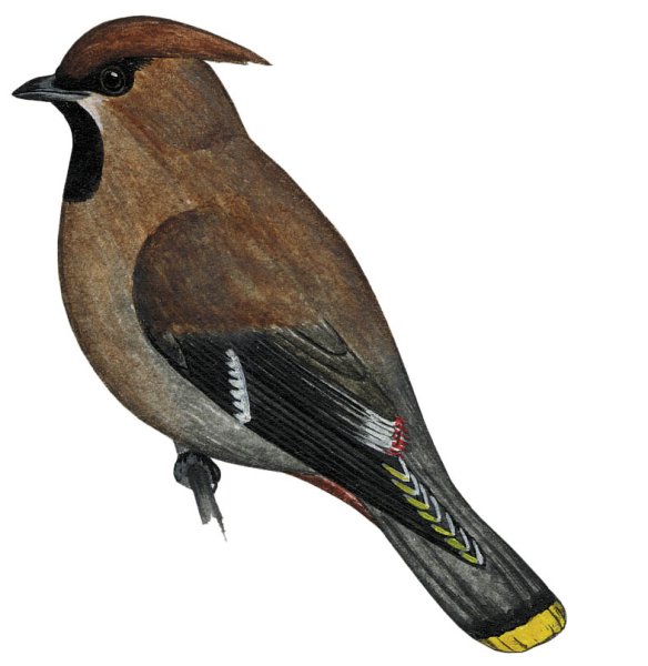 Свиристель зимующая птица для детей