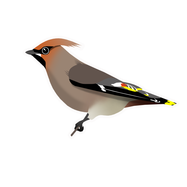 Свиристель птица для детей